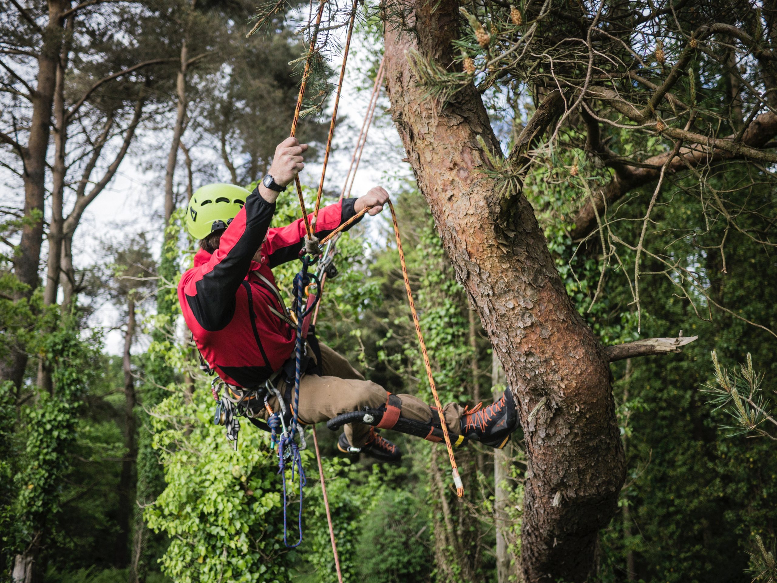 Man using ropes to climb a tree